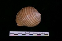 藏品(黃口鶉螺)的圖片